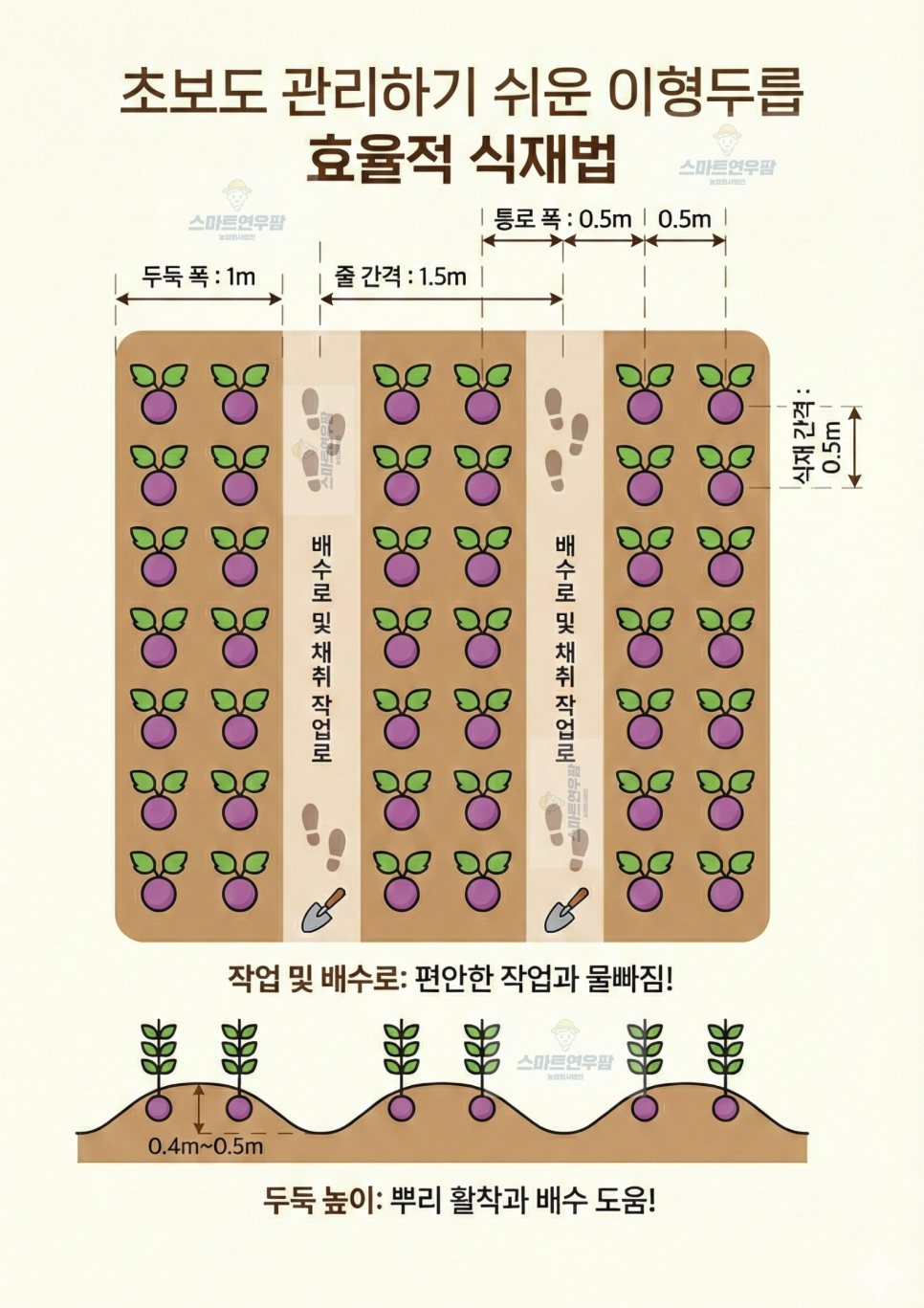 이형두릅 식재 간격 그림: 두둑 폭 1m, 줄 간격 1.5m, 종근 사이 50cm
